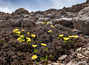 Ranunculus brevifolius