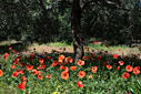 Poppies in an olive grove