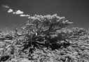 Cypress in the mountains