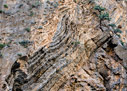 Cypress in a Samaria gorge cliff 