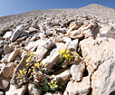 Alyssum sphacioticum