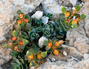 Euphorbia rechingeri