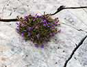 Flowering thyme