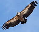 Griffon vulture