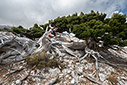 Cypress in the mountains
