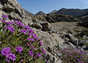Thyme in the White Mountains