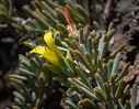 Hypericum aciferum