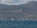 Seagulls