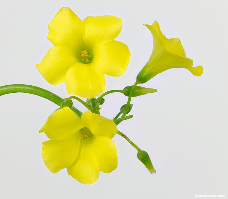 Oxalis pes-caprae -  click on the image to enlarge