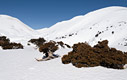 Cypresses in snow