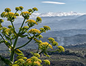 Cretan spring