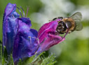 Echium plantagineum and bee 