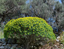 Euphorbia dendroides