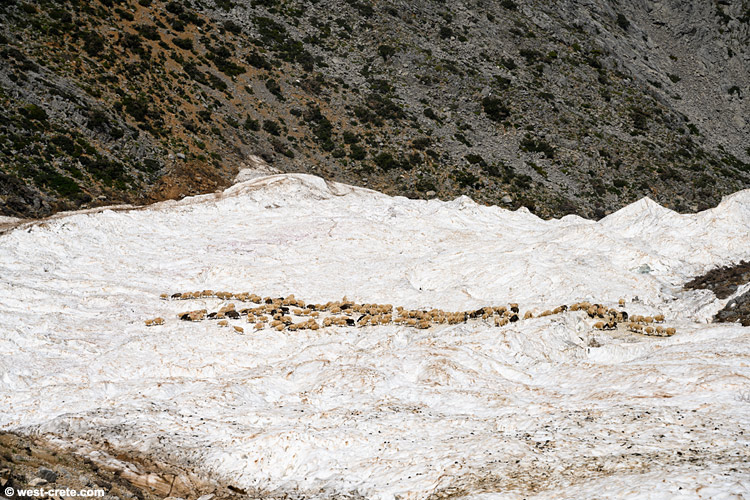 Sheep on snow -  click on the image to enlarge