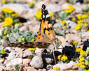 Vanessa cardui (Painted lady)