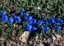 Anchusa cespitosa