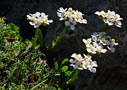 Iberis sempervirens