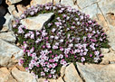 Acantholimon androsaceum