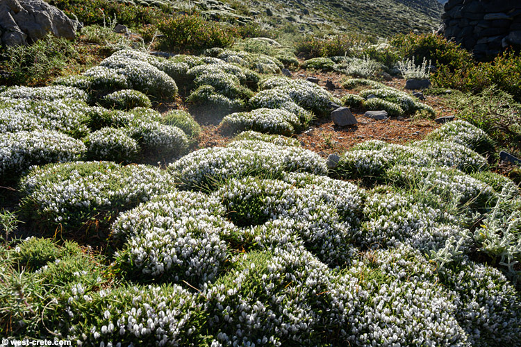 Spring in the White Mountains  -  click on the image to enlarge