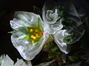 Paronychia macrosepala