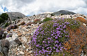 Thyme flowering in the mountains
