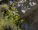 Bupleurum kakiskalae 