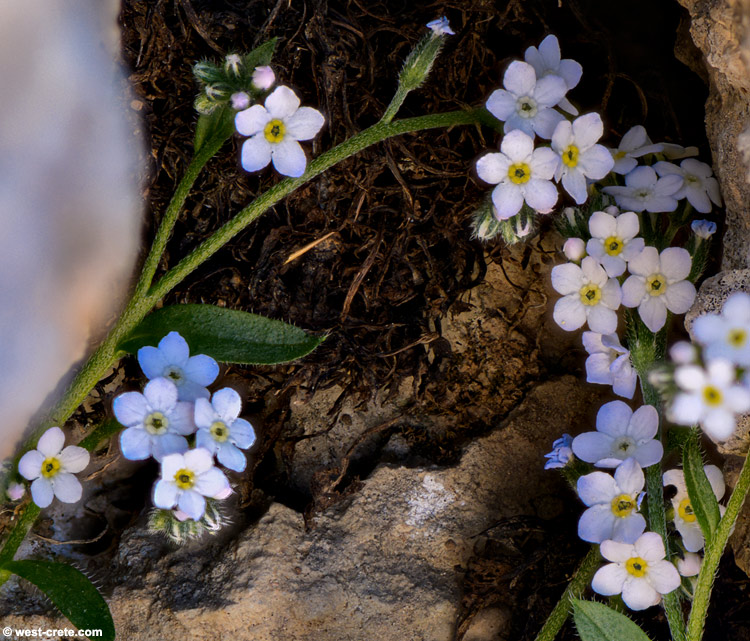 Myosotis solange  -  click on the image to enlarge