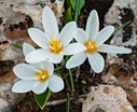 Crocus laevigatus