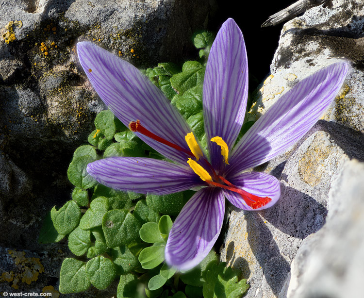 Crocus cartwrightianus -  click on the image to enlarge