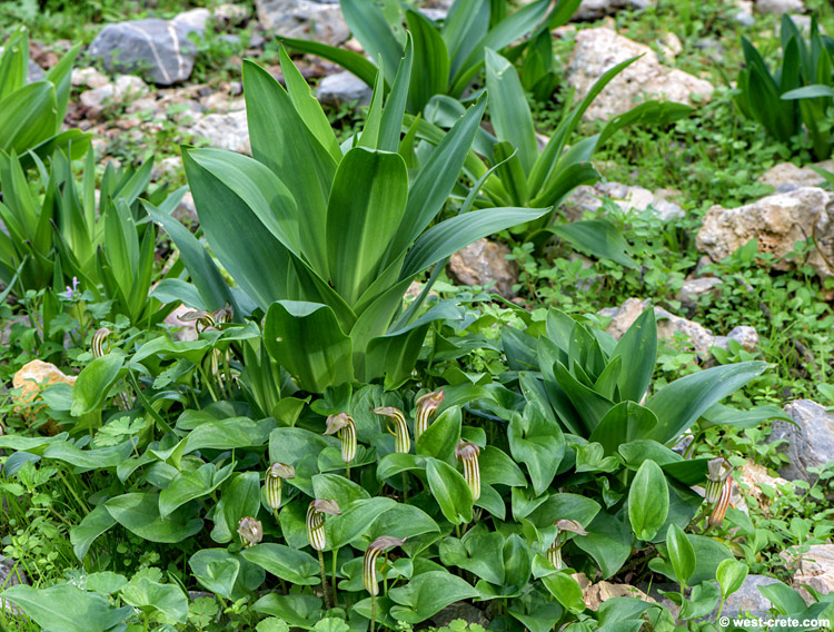 Budding sea squill
 -  click on the image to enlarge