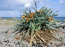 Pancratium maritimum