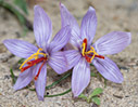 Crocus cartwrightianus 