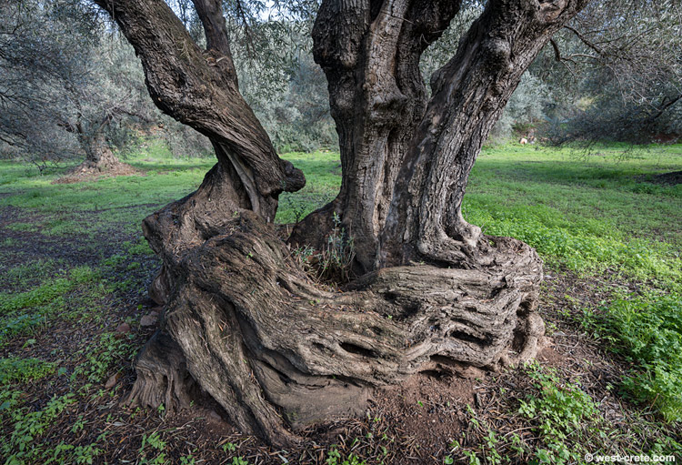 Olive tree
 -  click on the image to enlarge