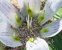 Androcymbium rechingeri detail