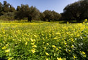 Oxalis in an olive grove