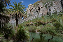 The Preveli palm forest