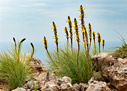 Asphodeline lutea
