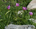 Tulipa saxatilis in Omalos 