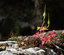 Geranium robertianum