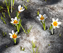 Crocus sieberi