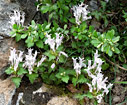 Lamium garganicum subsp. striatum