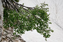 Amelanchier ovalis subsp. cretica