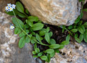Myosotis solange