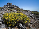 Verbascum spinosum