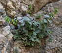 Cretan Dittany - Dictamos - Origanum dictamnus