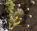 Mountain flowers