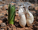 Budding Sea squill and Biarum davisii 