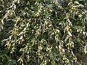 Olives