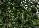 In the avocado orchard