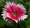 Carnation
